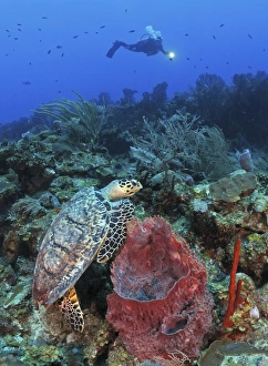 Diver and Hawksbill Turtle on caribbean reef Diver and Hawksbill Turtle on caribbean reef