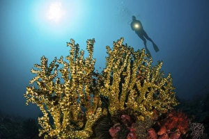 A diver hovers above a coral colony in Komodo National Park, Indonesia A diver hovers above a coral colony in Komodo National Park, Indonesia