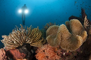 Diver illuminates mushroom leather coral and crinoid with twin lamps Diver illuminates mushroom leather coral and crinoid with twin lamps