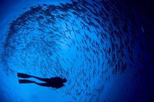 Diver and a large school of bigeye trevally, Papua New Guinea Diver and a large school of bigeye trevally, Papua New Guinea