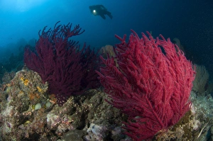 A diver looks on at a colorful reef with sea fans, Solomon Islands A diver looks on at a colorful reef with sea fans, Solomon Islands