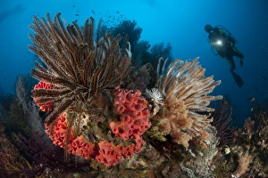 Diver looks on at a Raja Ampat reefscape covered in crinoids, Indonesia Diver looks on at a Raja Ampat reefscape covered in crinoids, Indonesia