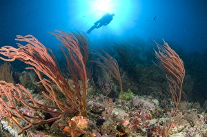 A diver looks on at sea fans, Solomon Islands A diver looks on at sea fans, Solomon Islands