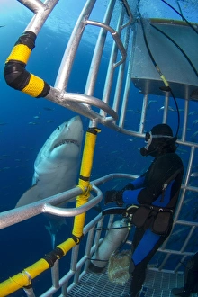 Diver observes a male great white shark from inside a shark cage Diver observes a male great white shark from inside a shark cage