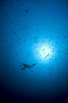 Diver and school of fish in blue water, Komodo, Indonesia Diver and school of fish in blue water, Komodo, Indonesia