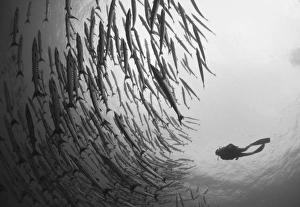 Diver and schooling blackfin barracuda, Papua New Guinea Diver and schooling blackfin barracuda, Papua New Guinea