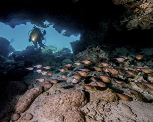 A diver shines a light in on a cavern filled with glassy sweepers A diver shines a light in on a cavern filled with glassy sweepers