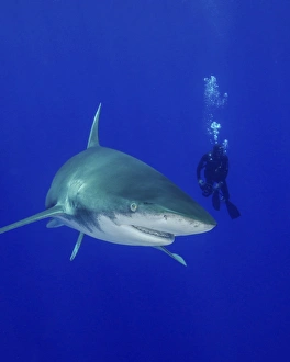 Diver swimming with an oceanic whitetip shark Diver swimming with an oceanic whitetip shark