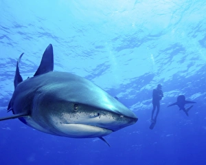 Diver swimming with oceanic whitetip sharks, Cat Island, Bahamas Diver swimming with oceanic whitetip sharks, Cat Island, Bahamas