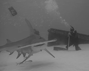 A diver watches a great hammerhead shark in Bimini in the Bahamas A diver watches a great hammerhead shark in Bimini in the Bahamas