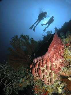 Divers hovering above a large pink barrel sponge, Indonesia Divers hovering above a large pink barrel sponge, Indonesia