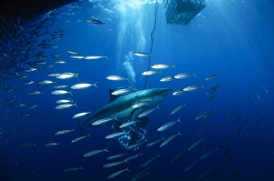 Divers viewing great white shark surrounded by bait fish Divers viewing great white shark surrounded by bait fish