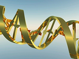 Molecular Biology Images Prints: DNA Strand. 3D model