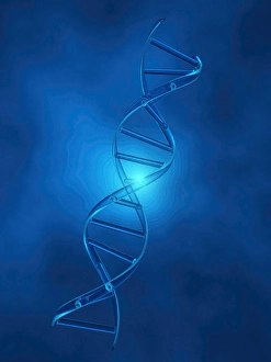 DNA Double Helix Structure Prints: DNA Strand