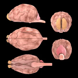 Dog Brain Print, Multiple Angles