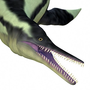 Prehistoric Marine Reptile Prints: Dolichorhynchops plesiosaur head