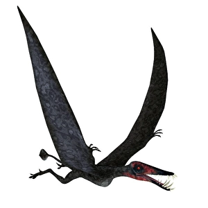 Dorygnathus Pterosaur Flight Print