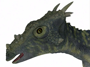 Bipedal Dinosaur Species Prints: Dracorex dinosaur head