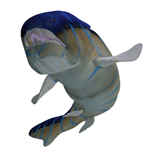 Prehistoric Sea Life Images Prints: Dunkleosteus fish showing teeth