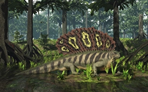 An Edaphosaurus forages in a brackish mangrove like swamp An Edaphosaurus forages in a brackish mangrove like swamp
