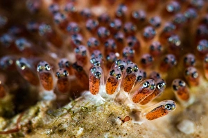 Indonesian Ocean Wildlife Images Prints: The eggs of an anemone fish, Lembeh Strait