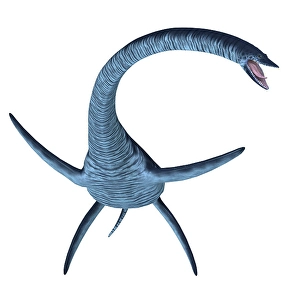 Prehistoric Creatures Prints: Elasmosaurus plesiosaur, front view on white background