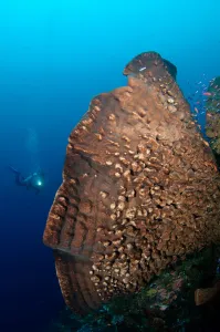 Scuba Diver Underwater Prints: An elephant ear sponge dwarfs a distant diver