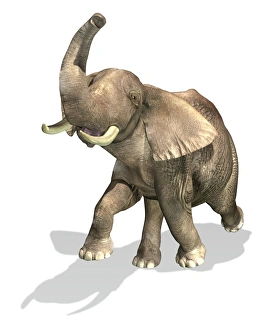 Elephant Illustration Prints: Elephant on white background with drop shadow