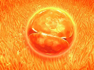 Embryo development 24-36 hours after fertilization Embryo development 24-36 hours after fertilization