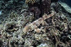 An endemic epaulette shark swims across the seafloor of Raja Ampat An endemic epaulette shark swims across the seafloor of Raja Ampat
