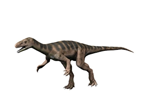Carnivorous Theropod Dinosaurs Prints: Eodromaeus murphi dinosaur, white background