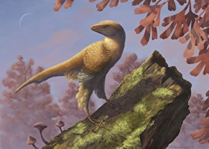 Eosinopteryx brevipenna perched on a tree branch Eosinopteryx brevipenna perched on a tree branch