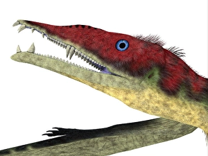 Eudimorphodon Pterosaur Head Print