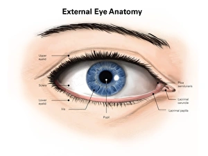 External anatomy of the human eye (with labels) External anatomy of the human eye (with labels)
