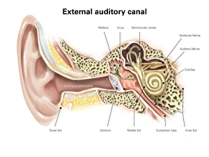 External auditory canal of human ear (with labels) External auditory canal of human ear (with labels)