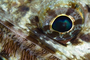 Extreme close-up of a lizardfish eyeball, Australia Extreme close-up of a lizardfish eyeball, Australia