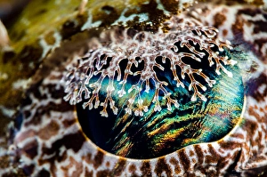 Papua New Guinea Marine Life Prints: Eye detail of a crocodile flathead