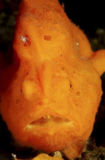 Face shot of an orange frogfish, North Sulawesi, Indonesia Face shot of an orange frogfish, North Sulawesi, Indonesia