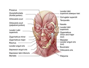 Facial muscles of the human face (with labels) Facial muscles of the human face (with labels)