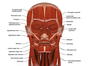 Facial muscles of the human head (with labels) Facial muscles of the human head (with labels)