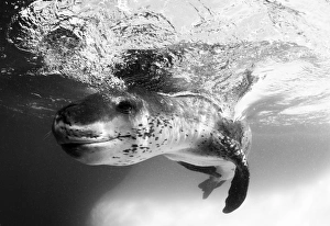 Facial view of a leopard seal, Astrolabe Island, Antarctica Facial view of a leopard seal, Astrolabe Island, Antarctica