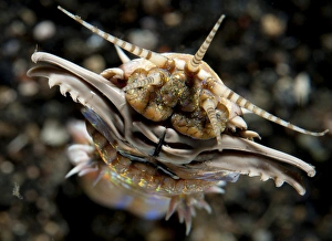Polychaete Worms Prints: Facial view of the predatory Bobbit worm, Lembeh Strait, Indonesia