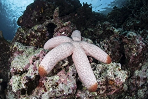 A fat starfish clings to rocks in the Solomon Islands A fat starfish clings to rocks in the Solomon Islands