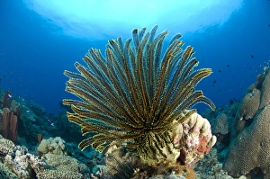 A feather star with arms extended, Papua New Guinea A feather star with arms extended, Papua New Guinea