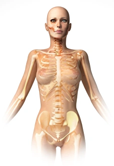 Female body with bone skeleton and internal organs superimposed Female body with bone skeleton and internal organs superimposed