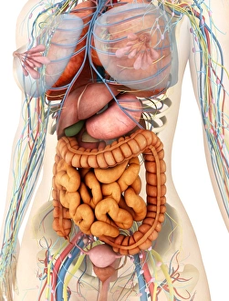 Female body showing digestive and circulatory system Female body showing digestive and circulatory system