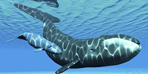 A female bowhead whale swims with her calf through ocean waters A female bowhead whale swims with her calf through ocean waters