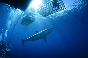 Female great white with cages, Guadalupe Island, Mexico Female great white with cages, Guadalupe Island, Mexico