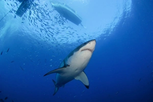 Female Great White, Guadalupe Island, Mexico Female Great White, Guadalupe Island, Mexico