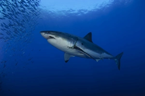 Female great white with remora, Guadalupe Island, Mexico Female great white with remora, Guadalupe Island, Mexico